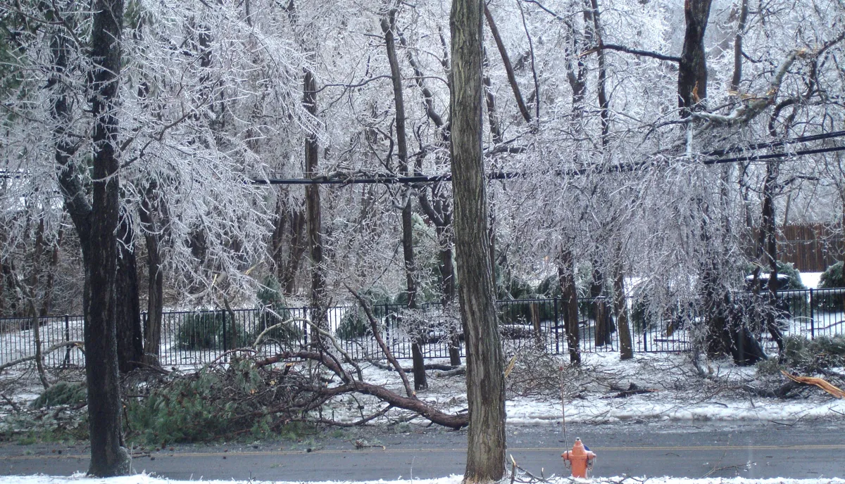 Ice-coated trees after an ice storm